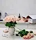 Roses and Luxury Vase Set - Pink Sweet Avalanche Roses & Small Mayfair Vase in Blanc with optional Charbonnel et Walker Chocolates