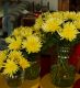 Canary Chrysanthemum 
