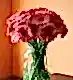 Little Kiss Gerbera Daisy