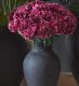 Lip Locked Carnation