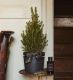 Mini Potted Tree in a Anthracite Ceramic Pot