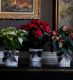 Red Poinsettia Christmas Plant