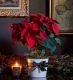 Red Poinsettia Christmas Plant