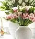 Coral Crush Fringed Tulip