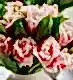 Coral Crush Fringed Tulip
