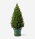 Small Potted Tree in a Glazed Emerald Pot - 21cm