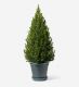 Small Potted Tree in a Glazed Peacock Pot - 21cm