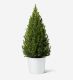 Small Potted Tree in a White Ceramic Pot