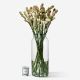Classic Cream Tuberose 
