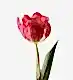 Fandango Double Tulip 