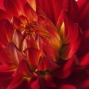 Garnet Dahlia 