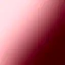 Daybreak Anthurium