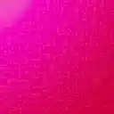 Shock Me Pink Bouvardia