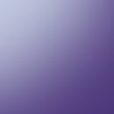 Grape Punch Delphinium
