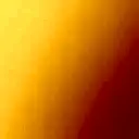Palomino Double Tulip 