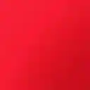 Scarlet Double Tulip 