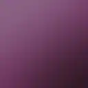 Mauve Calla Lily 