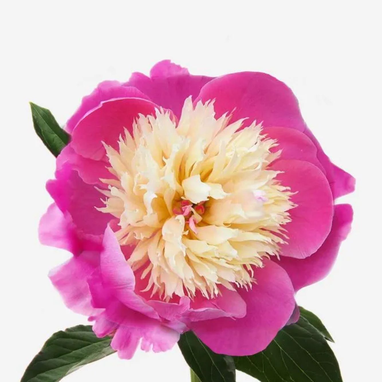 Strawberries & Cream Peony Bouquet - FLOWERBX