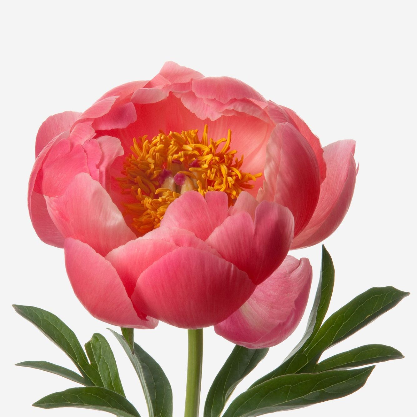 Flamingo Peony Bouquet - FLOWERBX