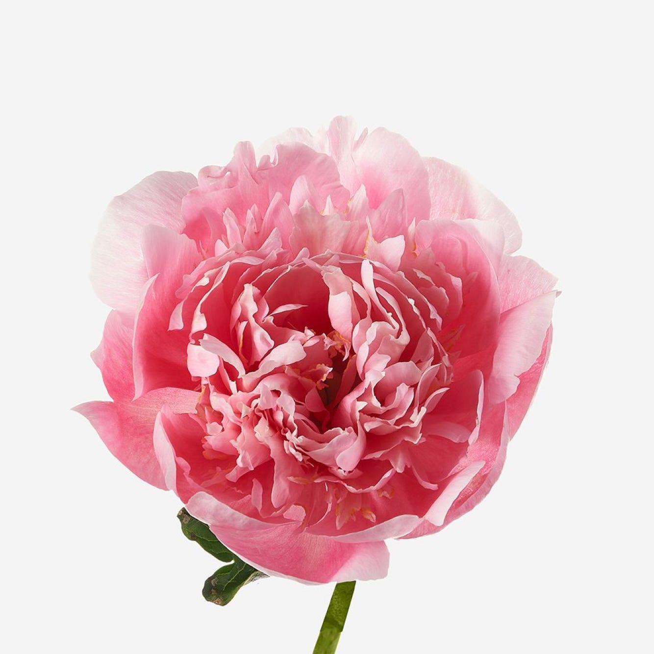 Lil Darling Luxury Peony Bouquet - FLOWERBX