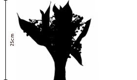 Lily of the Valley Silhouette