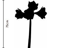 Egg Shell Amaryllist | FLOWERBX