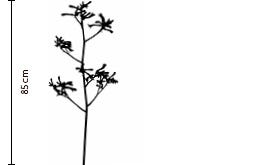 Orange Kangaroo Paw Branches | FLOWERBX