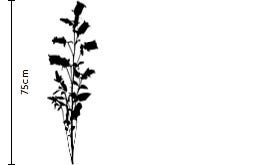 Snow White Campanula Gift | FLOWERBX