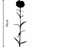 Antique Pink Carnation | FLOWERBX