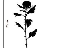Canary Chrysanthemum Gift | FLOWERBX