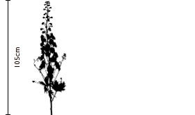Marshmallow Delphinium | FLOWERBX
