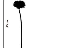 Powder Puff Gerbera Daisy | FLOWERBX