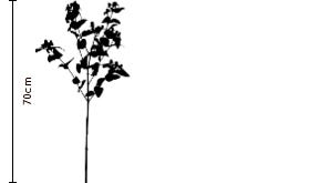 Mint Green Hypericum | FLOWERBX