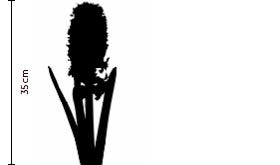 Mademoiselle Hyacinth | FLOWERBX