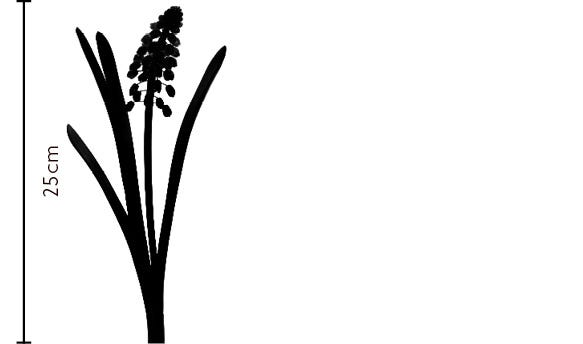 Wedgewood Muscari | FLOWERBX