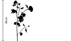 Lime Cordial Viburnum | FLOWERBX