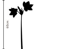 Angel Wing Eucharis Lily | FLOWERBX