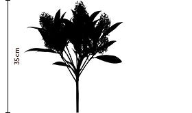 Skimmia Scale