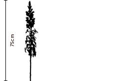 White Snapdragon Gift | FLOWERBX
