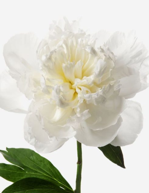 Cotton Cloud Peony Bouquet - FLOWERBX