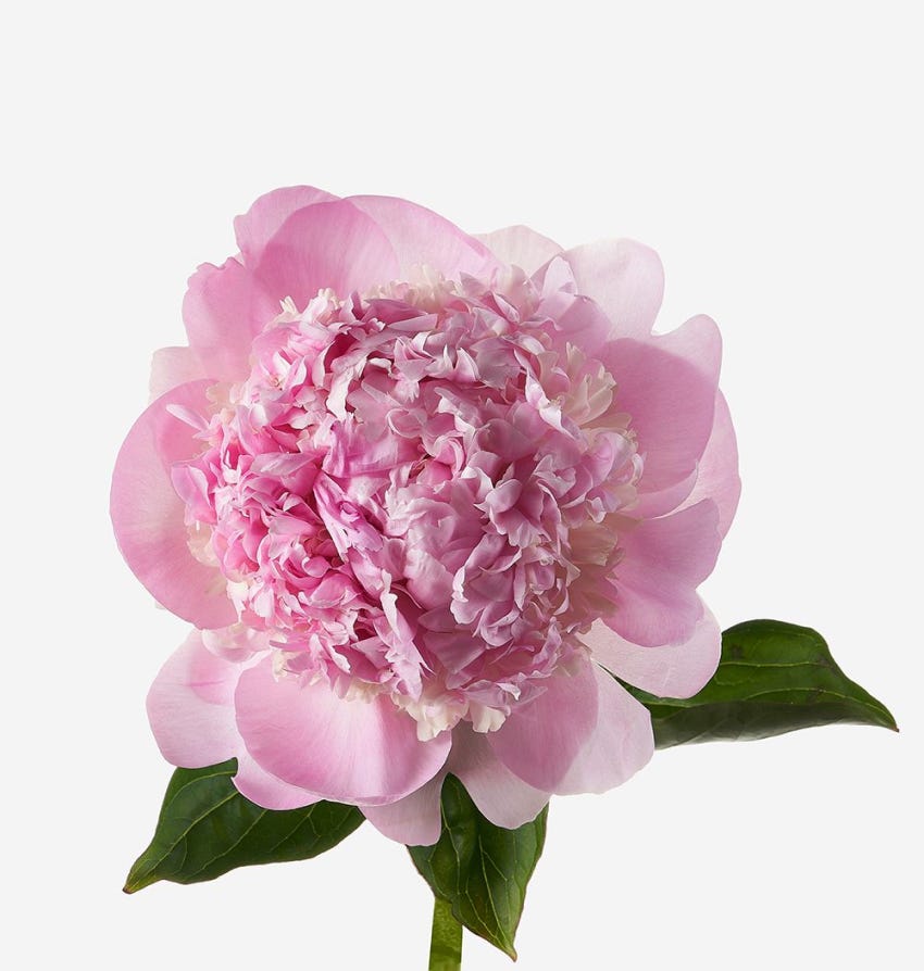 Angel Cheeks Peony Bouquet - FLOWERBX
