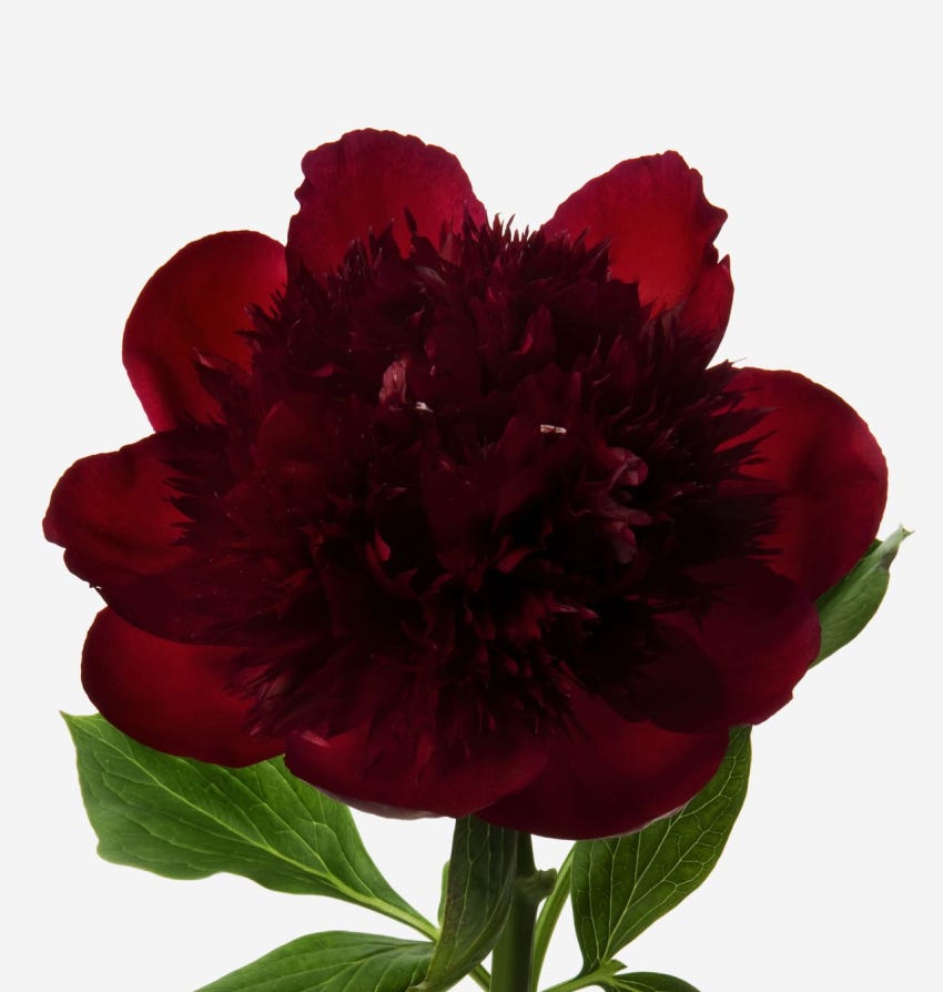 Boudoir Peony Bouquet - FLOWERBX