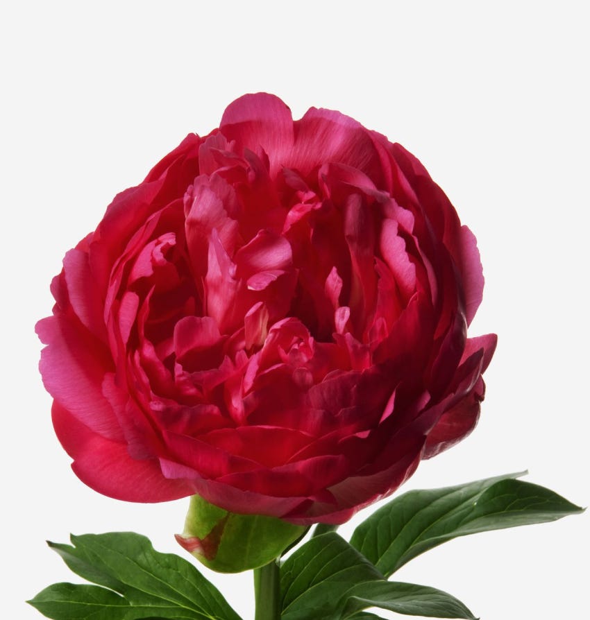 Framboise Peony Bouquet - FLOWERBX