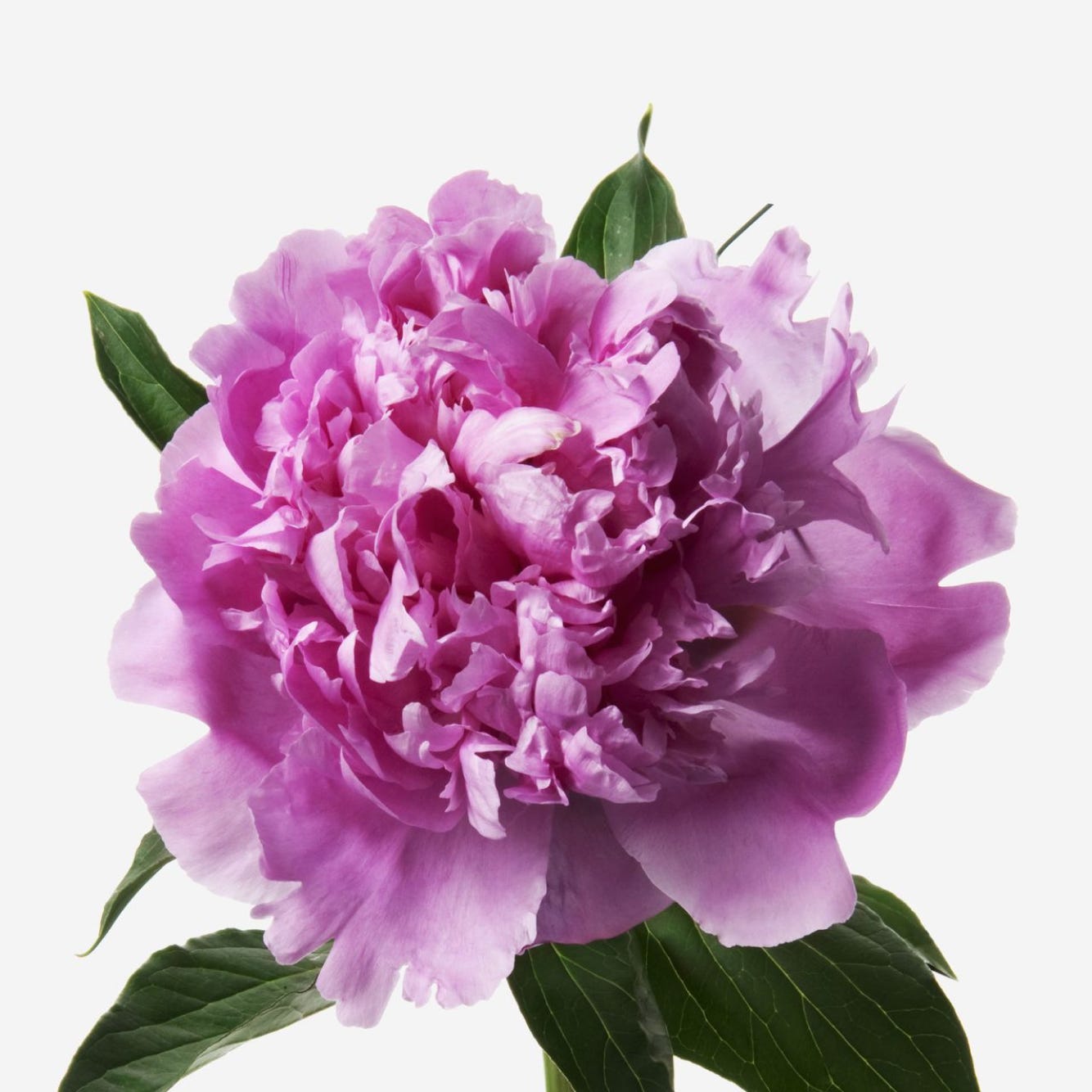 Carnival Luxury Peony Bouquet - FLOWERBX