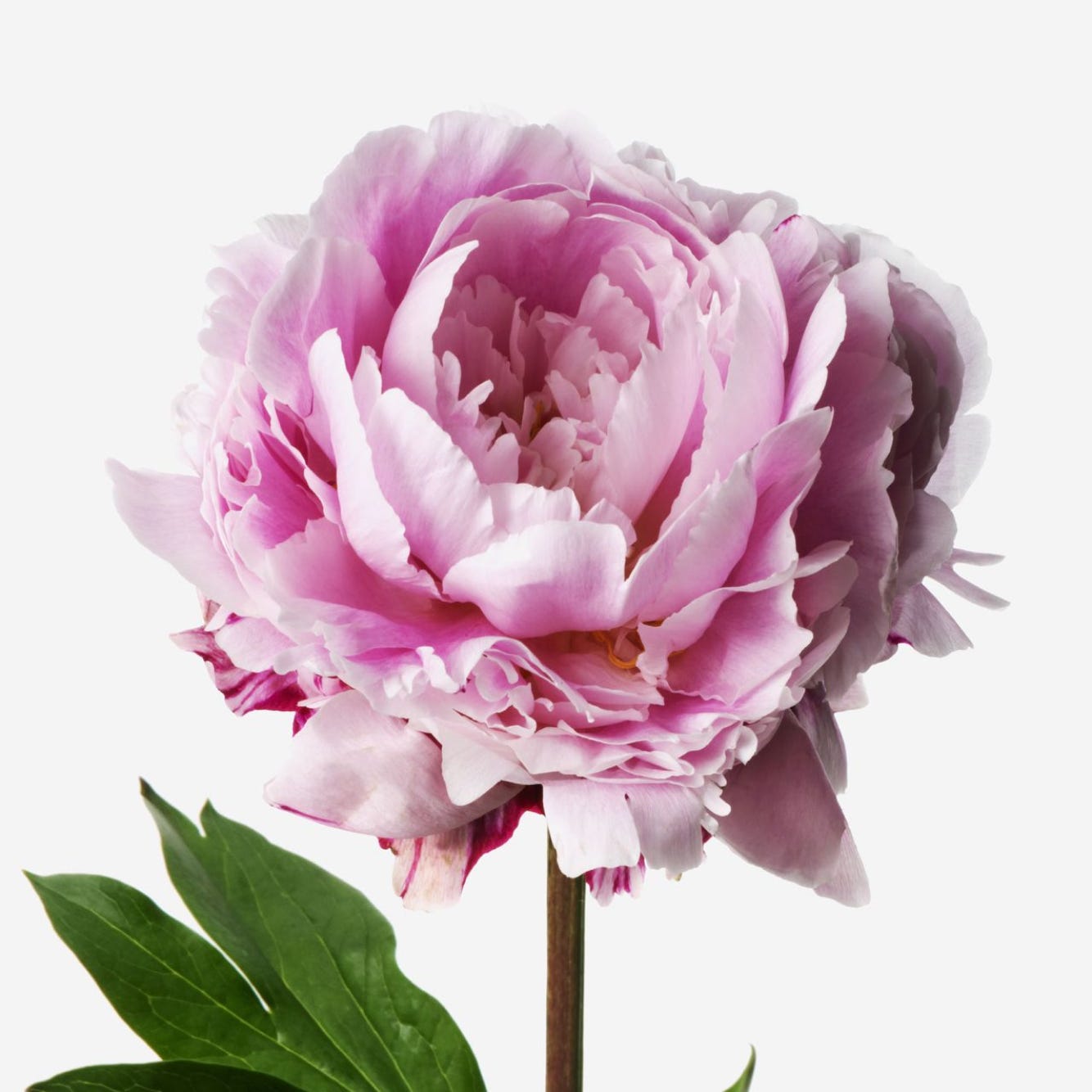 Primrose Luxury Peony Bouquet - FLOWERBX