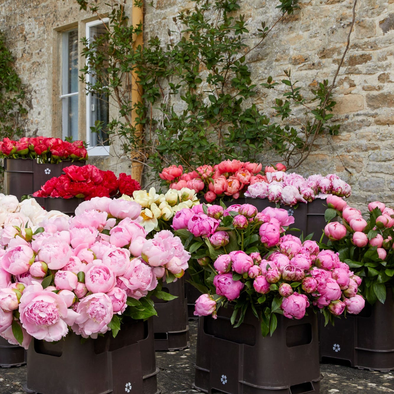 Luxury Peony Bouquet - FLOWERBX