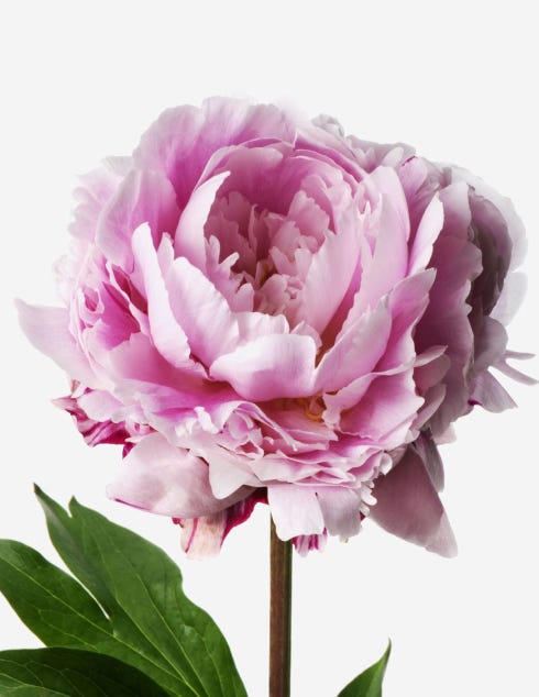 Primrose Peony Bouquet - FLOWERBX