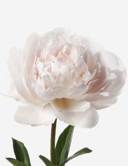 Powder Pink Peony Bouquet - FLOWERBX