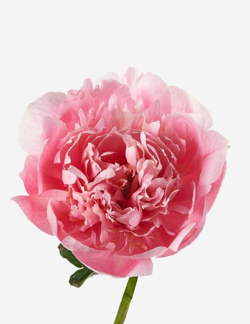 Lil Darling Peony Bouquet - FLOWERBX