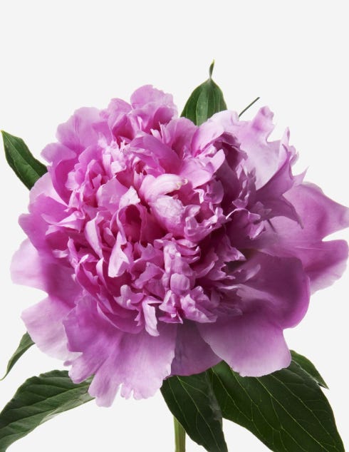 Carnival Peony Bouquet - FLOWERBX